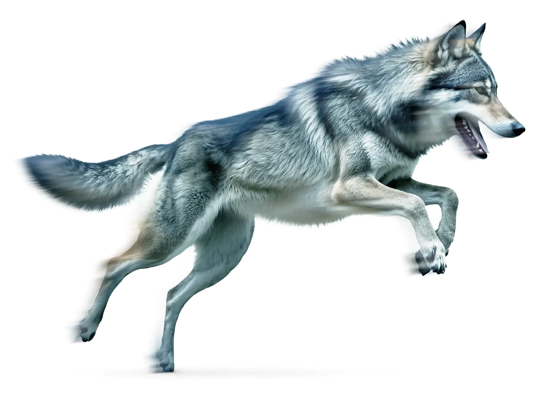 Running gray wolf