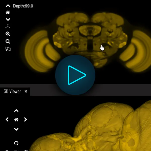 Virtual Fly Brain platform